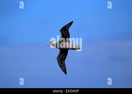 Giant Petrel (Macronectes Giganteus), Erwachsene, fliegen, Weddellmeer, Antarktis Stockfoto