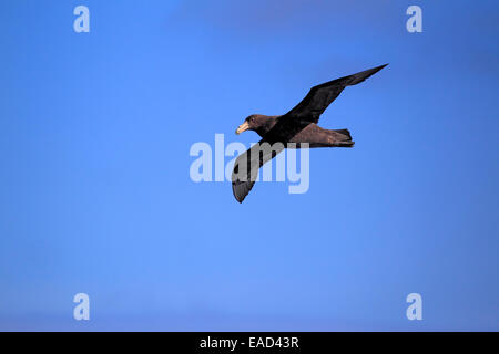 Giant Petrel (Macronectes Giganteus), Erwachsene, fliegen, Weddellmeer, Antarktis Stockfoto