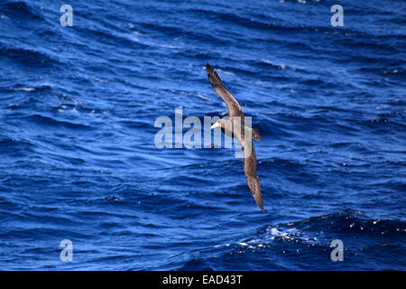 Giant Petrel (Macronectes Giganteus), Erwachsene, fliegen, Weddellmeer, Antarktis Stockfoto