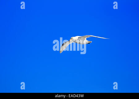 Giant Petrel (Macronectes Giganteus), Erwachsene, fliegen, Weddellmeer, Antarktis Stockfoto