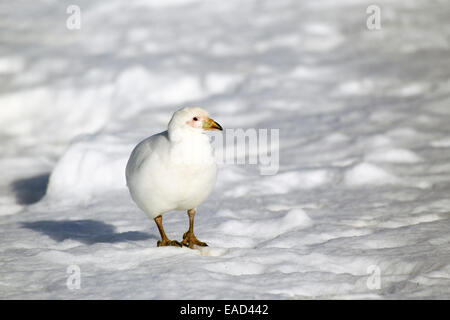 Verschneiten Scheidenschnabel (Chionis Alba), Erwachsener, Weddellmeer, Antarktis Stockfoto