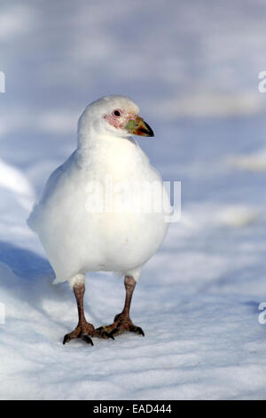 Verschneiten Scheidenschnabel (Chionis Alba), Erwachsener, Weddellmeer, Antarktis Stockfoto