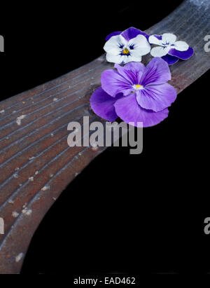 Stiefmütterchen Blüten auf Steinbrücke, abstrakte Komposition, isoliert auf schwarz. Stockfoto