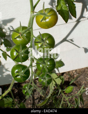 Grüne Tomaten reifen im Freien am Weinstock im Garten. Stockfoto