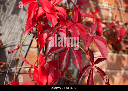 Nahaufnahme des farbenfrohen Virginia Creeper Red Leaf (Parthenocissus quinquefolia) im Herbst England UK Großbritannien Großbritannien Großbritannien Großbritannien Stockfoto