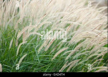 Brunnen Sie, Rasen, Lampenputzergras Alopecuroides "Märchen", Creme Thema, grünen Hintergrund. Stockfoto