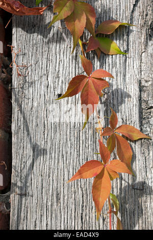 Nahaufnahme der Jungen Blätter von virginia Kriechgang (Parthenocissus quinquefolia) gegen Holzpost England Großbritannien GB Groß Stockfoto