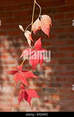 Virginia Creeper (Parthenocissus quinquefolia) Nahaufnahme der bunten roten Blätter im Herbst England UK Großbritannien Großbritannien Großbritannien Stockfoto
