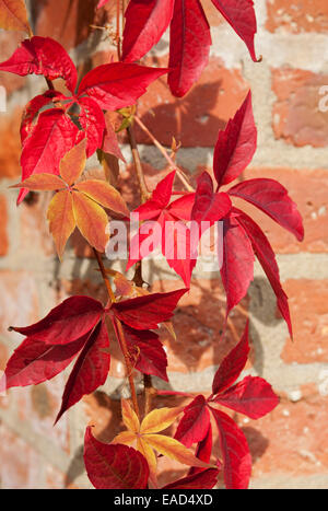 Nahaufnahme der roten Blätter im Herbst Virginia Kriechgang (Parthenocissus quinquefolia) gegen die Mauer England Großbritannien GB Großbritannien Stockfoto