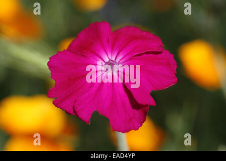 Rose campion (silene coronaria) Blüte Stockfoto