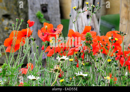 Wilden gemeinsamen Mohn (Papaver Rhoeas) wächst in einem Kirchhof. Kent, UK, Juni Stockfoto