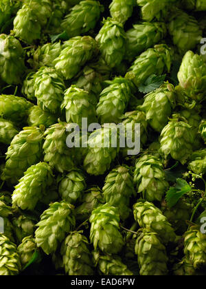 Hop, Humulus Lupulus, grünen Thema. Stockfoto