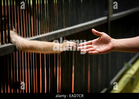 Ein Besucher versucht, eine Hand von einem Schwein-tailed Macaque im Ragunan Zoo in Jakarta zu berühren. Stockfoto