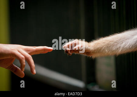 Ein Besucher versucht, eine Hand von einem Schwein-tailed Macaque im Ragunan Zoo in Jakarta zu berühren. Stockfoto