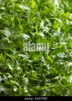 Mizuna, Brassica Rapa Nipposinica, grünen Thema. Stockfoto
