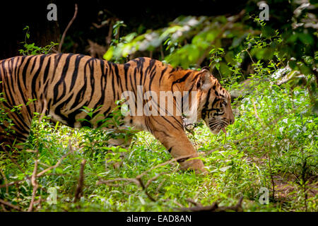 Sumatra-Tiger (Panthera Tigris Sumatrae) im Zoo von Jakarta, Jakarta, Indonesien. Stockfoto