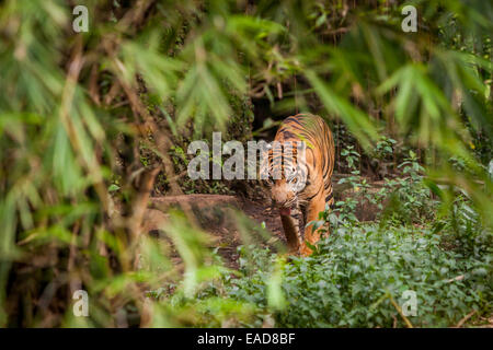 Tiger im Zoo von Jakarta, Jakarta, Indonesien. Stockfoto