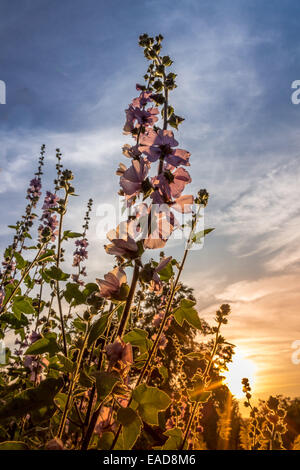 Schöne Szenen über Gärten mit Pflanzenportraits Stockfoto