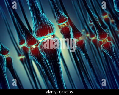 Synaptische Übertragung, Synapsen, menschlichen Nervensystem Stockfoto