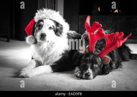 Zwei Australian Shepherd Hunde gekleidet zu Weihnachten in Santa Hüte und Geweih Verlegung durch den Kamin.  Selektive Farbkorrektur. Stockfoto