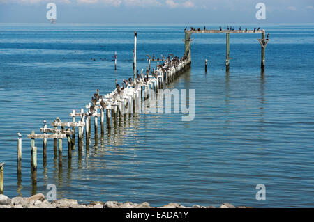 Braune Pelikane und Kormorane Barsch auf dem Hurrikan beschädigt bleibt von einem Pier und Boot Haus am Mobile Bay in Alabama Sourhern. Stockfoto