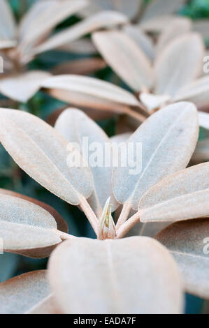 Rhododendron Rhododendron Pachysanthum 'Crosswater', Mauve Thema. Stockfoto