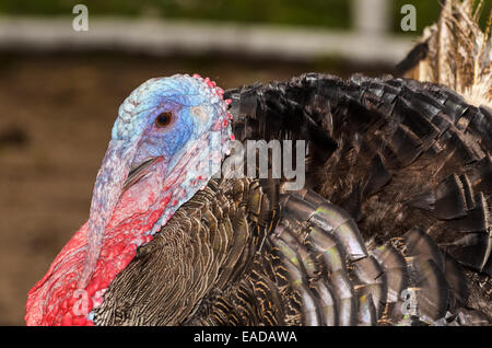 Männliche wilder Truthahn oder Meleagris Gallopavo Display Mate Gras zu gewinnen Stockfoto