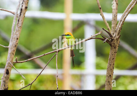 Vöglein Green Bee Eater oder Merops orientalis Stockfoto