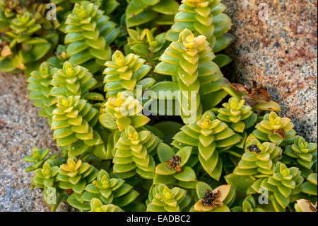 Meer Sandwort / Meer Sandplant (Honckenya Peploides) wächst am Strand entlang der felsigen Küste Stockfoto