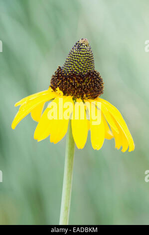 Großen Sonnenhut, Rudbeckia Maxima, gelbe Thema, grünen Hintergrund. Stockfoto