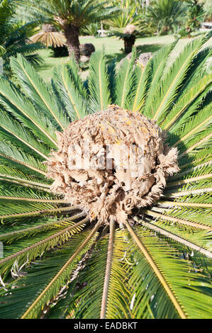 Palm, Sagopalme, Cycas Revoluta, braun Thema, grünen Hintergrund. Stockfoto