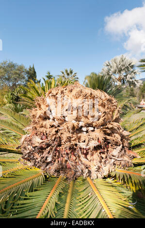 Palm, Sagopalme, Cycas Revoluta, braun Thema. Stockfoto