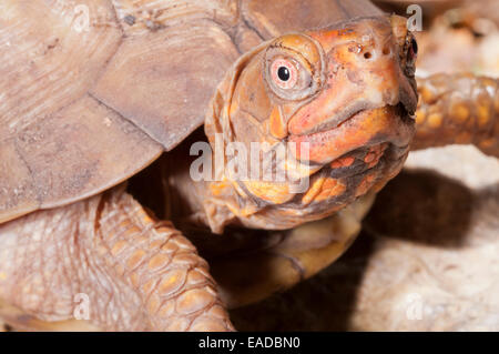 3-zehige (drei toed) Kasten-Schildkröte, Terrapene Carolina Triunguis, Süd-Zentral-USA Stockfoto