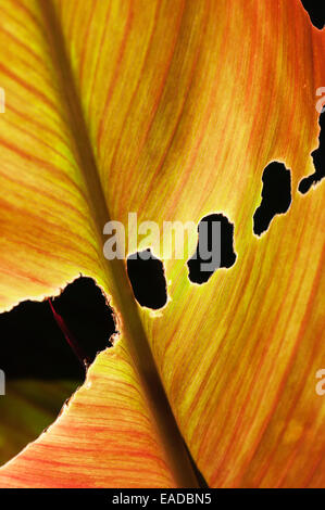 CANNA, Canna 'Striata', Orange Thema. Stockfoto