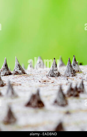 Seide Zahnseide Baum, Ceiba Speciosa, braun Thema, grünen Hintergrund. Stockfoto