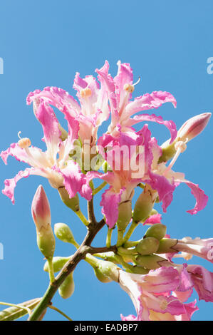 Seide Zahnseide Baum, Ceiba Speciosa, Pfirsich Thema, blauen Hintergrund. Stockfoto
