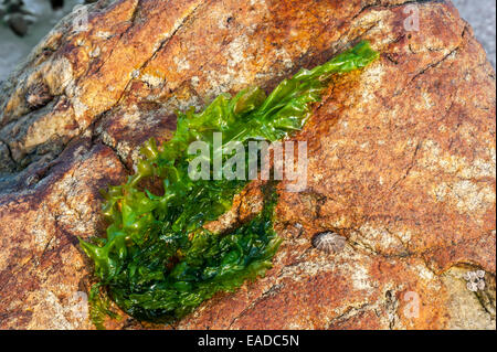 Gutweed / grass Seetang (Enteromorpha Intestinalis / Ulva Intestinalis) Grünalge auf Felsen entlang der Küste angeschwemmt Stockfoto