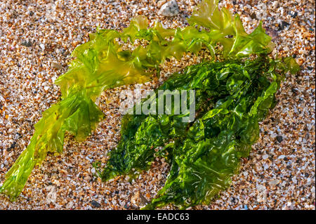 Gutweed / grass Seetang (Enteromorpha Intestinalis / Ulva Intestinalis) Grünalge auf Felsen entlang der Küste angeschwemmt Stockfoto