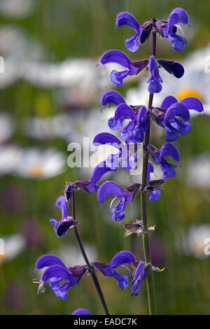 Wiese Clary / Wiese Salbei (Salvia Pratensis) in Blume im Feld Stockfoto