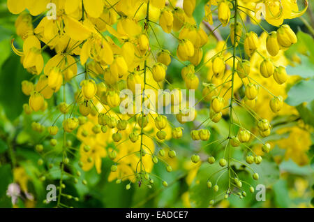 Purging Cassia oder Ratchaphruek Blumen (Cassis Fistel) nationale Blume von Thailand mit hellen gelben Schönheit Stockfoto