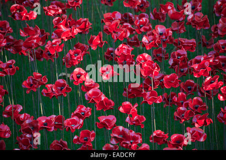 Close-up Tower of London Keramik Mohnblumen Installation London England Stockfoto