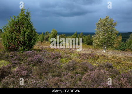 Lüneburg Heath / Lunenburg Heathland zeigt gemeinsame Wacholder und Heidekraut / unteren Ling (Calluna Vulgaris), Sachsen, Deutschland Stockfoto