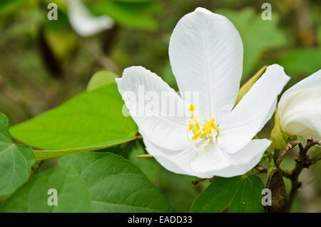 Verschneite Orchidee Blume (Bauhinia Acuminata) ist eine Art von blühenden Strauch, tropischen Südostasien, Thailand Stockfoto