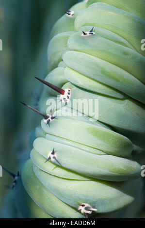 Dinosaurier wieder Pflanze, Myrtillocactus Geometrizans Forma Cristata, grünen Thema. Stockfoto