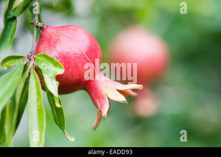 Granatapfel, Punica Granatum, rote Thema, grünen Hintergrund. Stockfoto