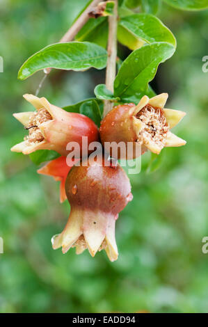 Granatapfel, Punica Granatum, rote Thema, grünen Hintergrund. Stockfoto