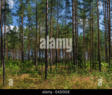 Sonniger Tag im Pinienwald. Trockenes Gras und jung. Stockfoto