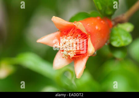 Granatapfel, Punica Granatum, rote Thema. Stockfoto