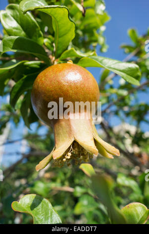 Granatapfel, Punica Granatum, rote Thema. Stockfoto