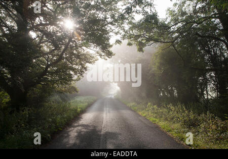 Nebligen Herbstmorgen mit Bäume säumen die ruhigen Landstraße in Compton Bassett, in der Nähe von Calne, Wiltshire, England, UK Stockfoto